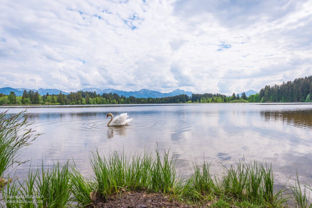 Schmutter See mit Schwan, Nähe Lechbruck, Foto vom Fotograf und Webdesigner Bernhard Bartsch
